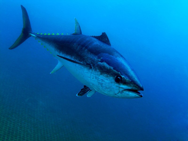 Can Humans Interact Safely With The Bluefin Tuna?