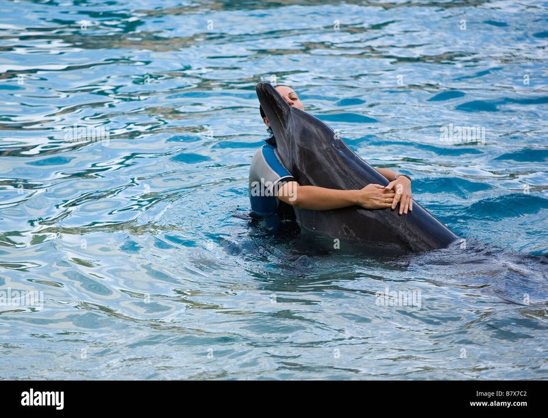 Can Humans Interact Safely With The Bottlenose Dolphin?