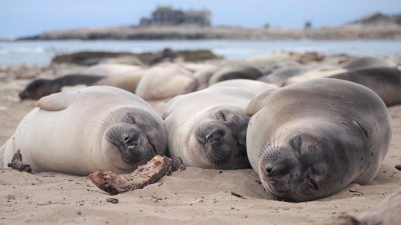 Can Humans Interact Safely With The Elephant Seal?