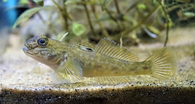 Can Humans Interact Safely With The Goby?