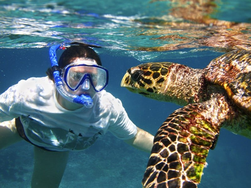 Can Humans Interact Safely With The Green Sea Turtle?
