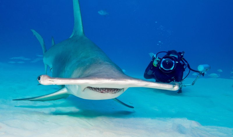 Can Humans Interact Safely With The Hammerhead Shark?