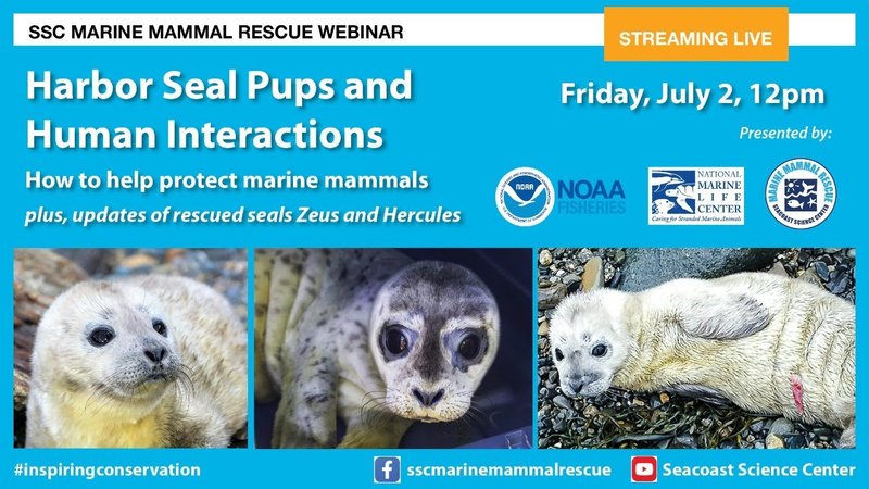 Can Humans Interact Safely With The Harbor Seal?