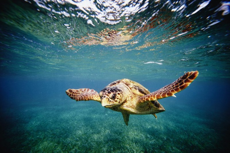 Can Humans Interact Safely With The Hawksbill Turtle?
