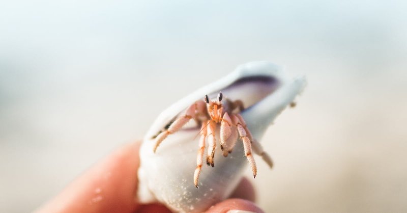 Can Humans Interact Safely With The Hermit Crab?