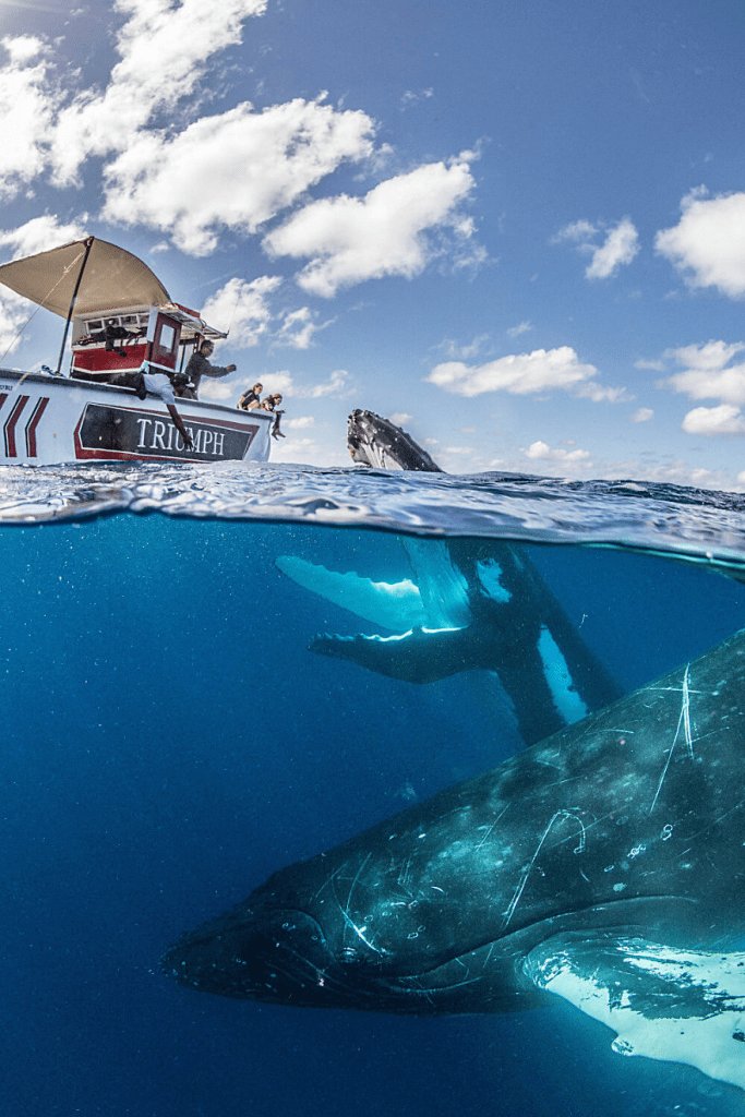 Can Humans Interact Safely With The Humpback Whale?