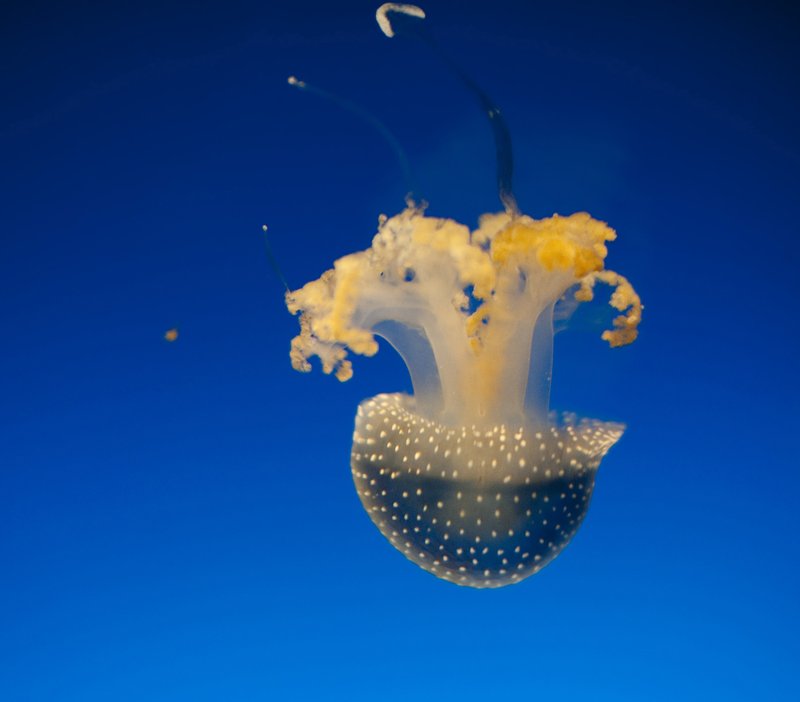 Can Humans Interact Safely With The Jellyfish?