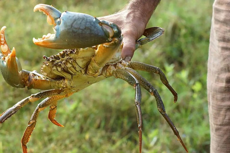 Can Humans Interact Safely With The King Crab?