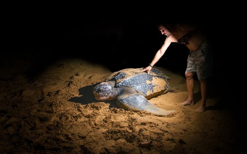 Can Humans Interact Safely With The Leatherback Turtle?