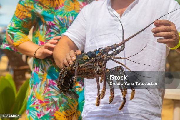 Can Humans Interact Safely With The Lobster?