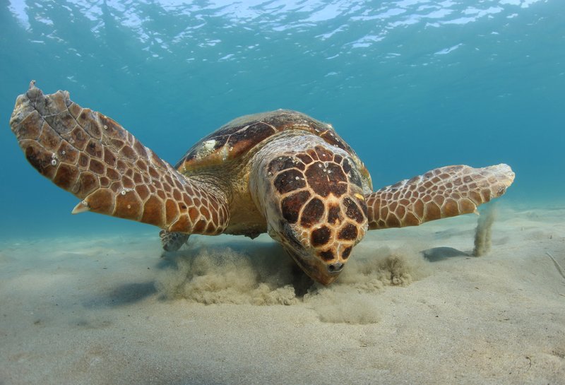 Can Humans Interact Safely With The Loggerhead Turtle?