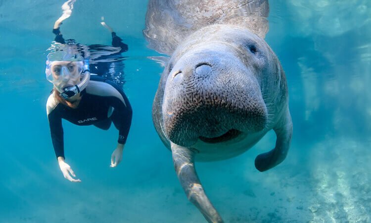 Can Humans Interact Safely With The Manatee?