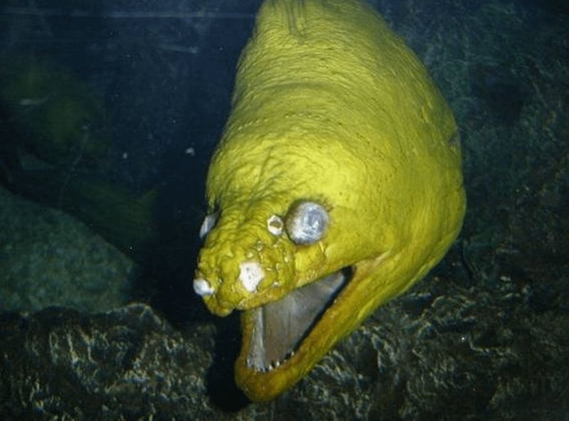 Can Humans Interact Safely With The Moray Eel?