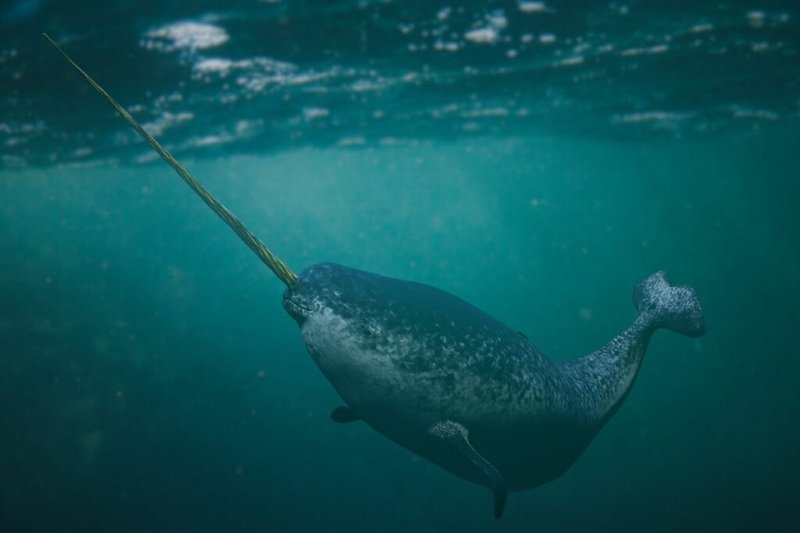 Can Humans Interact Safely With The Narwhal?
