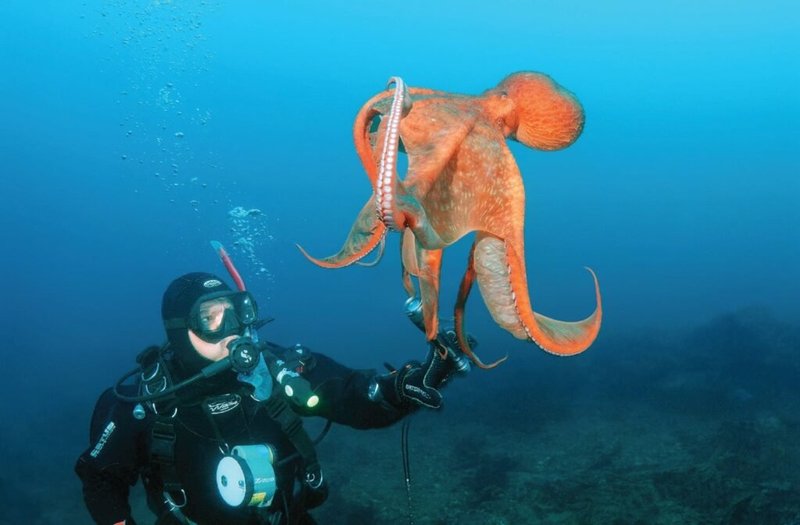 Can Humans Interact Safely With The Octopus?