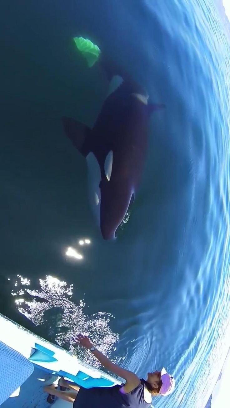 Can Humans Interact Safely With The Orca (Killer Whale)?