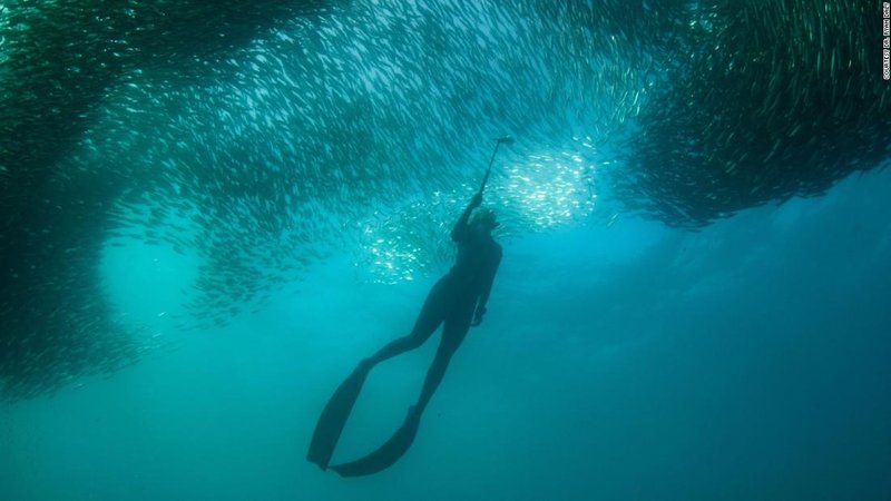 Can Humans Interact Safely With The Sardine?