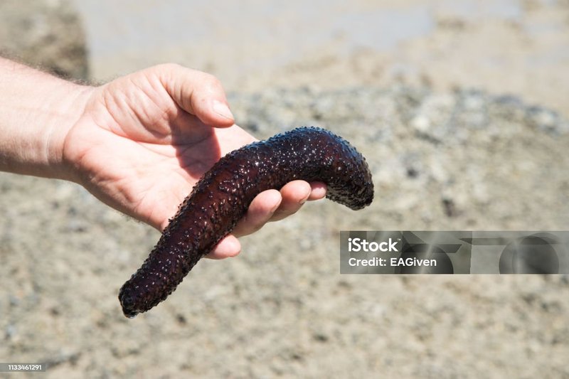 Can Humans Interact Safely With The Sea Cucumber?