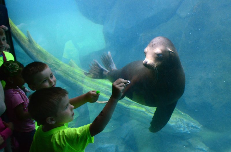 Can Humans Interact Safely With The Sea Lion?