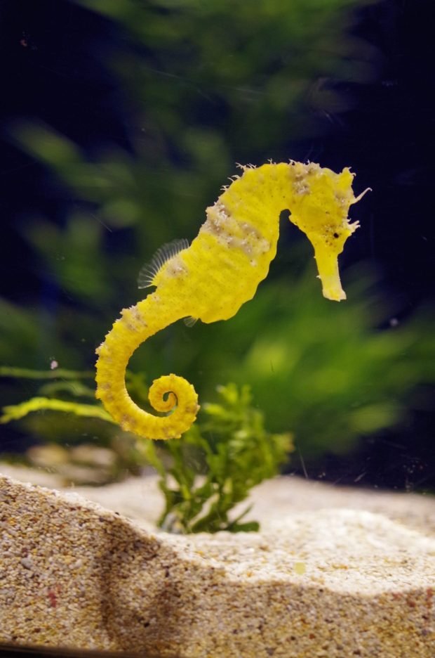 Can Humans Interact Safely With The Seahorse?