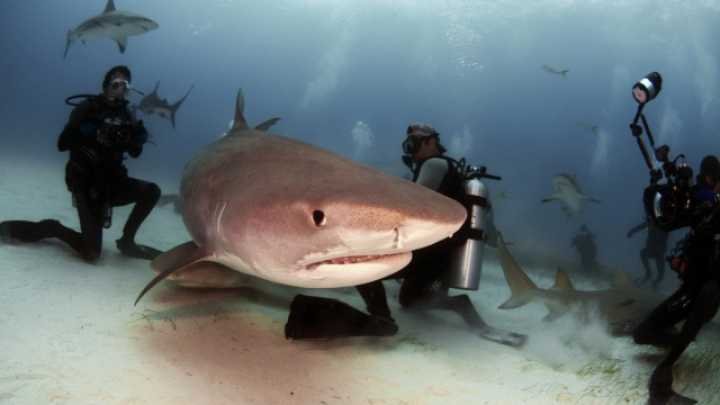 Can Humans Interact Safely With The Shark?