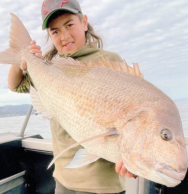 Can Humans Interact Safely With The Snapper?