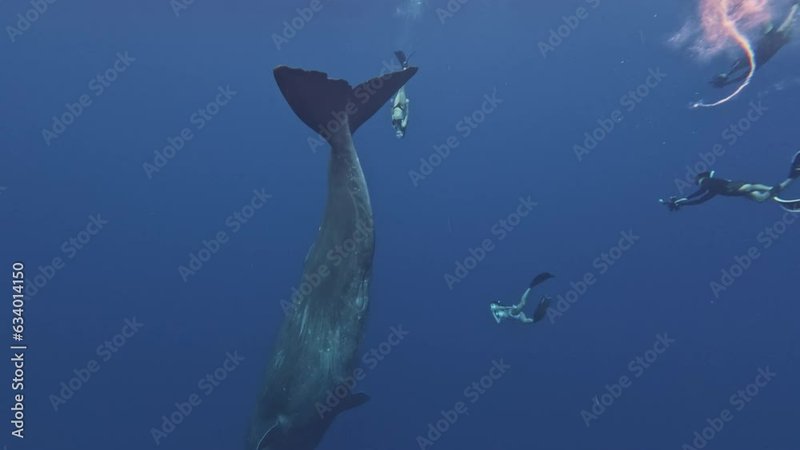 Can Humans Interact Safely With The Sperm Whale?