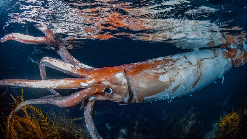 Can Humans Interact Safely With The Squid?