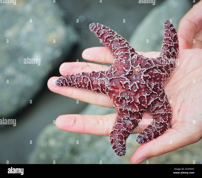 Can Humans Interact Safely With The Starfish?