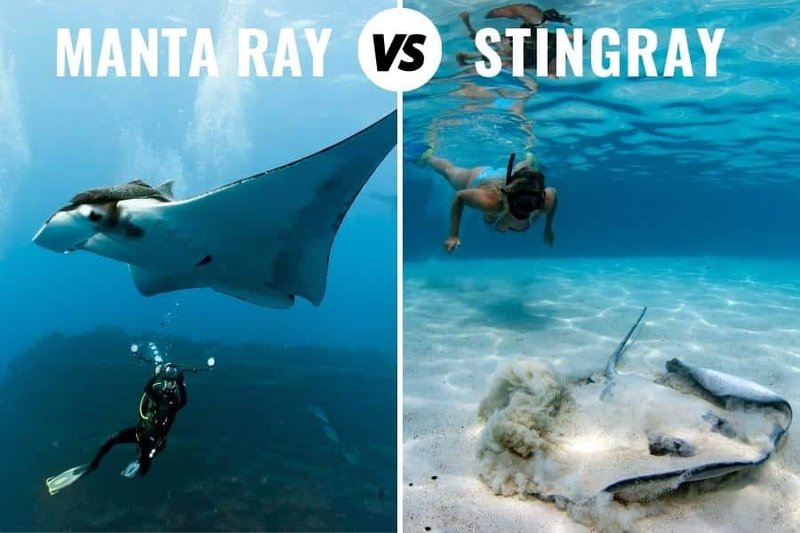 Can Humans Interact Safely With The Stingray?