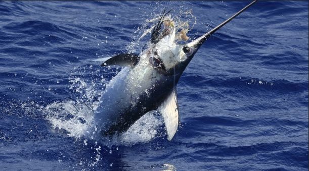 Can Humans Interact Safely With The Swordfish?