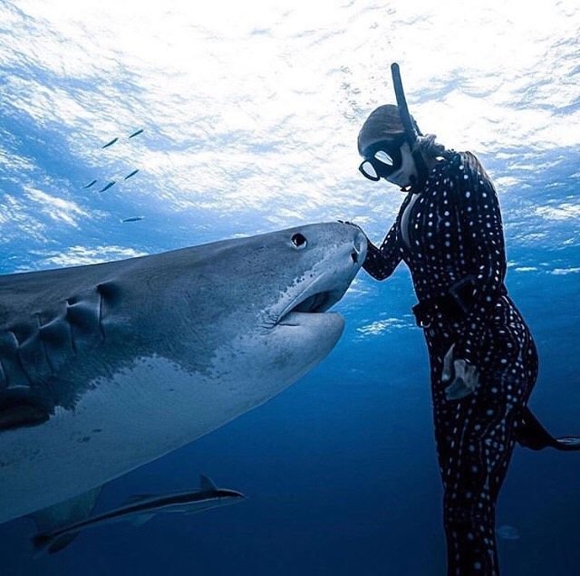 Can Humans Interact Safely With The Tiger Shark?