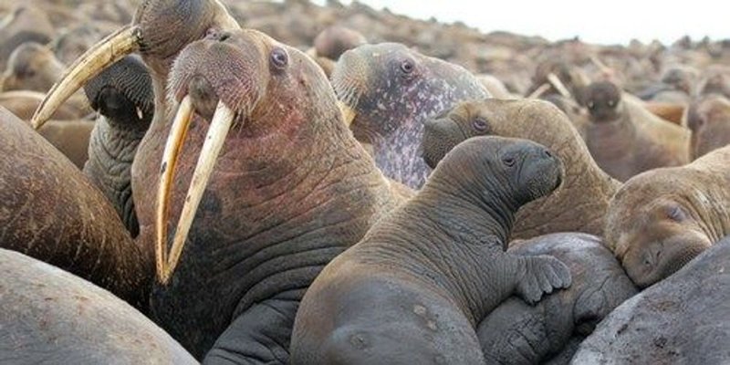 Can Humans Interact Safely With The Walrus?