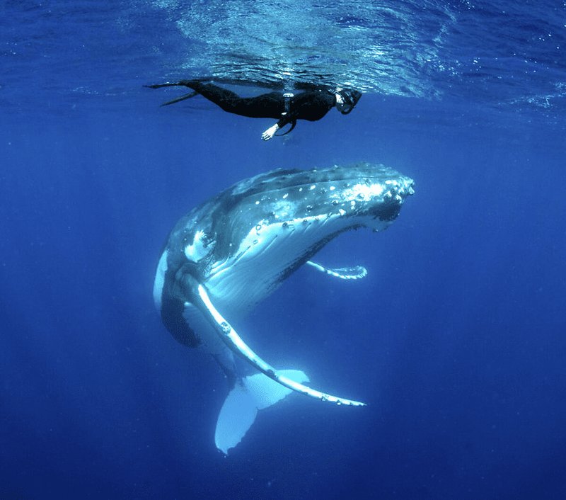 Can Humans Interact Safely With The Whale?