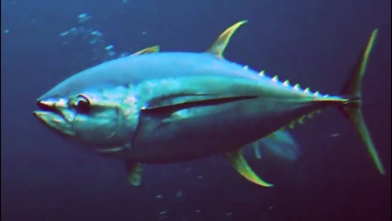 Can Humans Interact Safely With The Yellowfin Tuna?