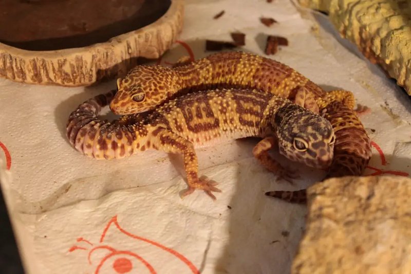 Can Leopard Geckos Live Together? Housing Rules Explained