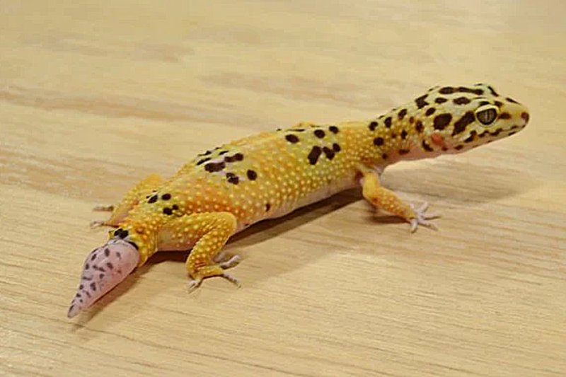 Can Leopard Geckos Regrow Their Tails? Facts And Care Tips