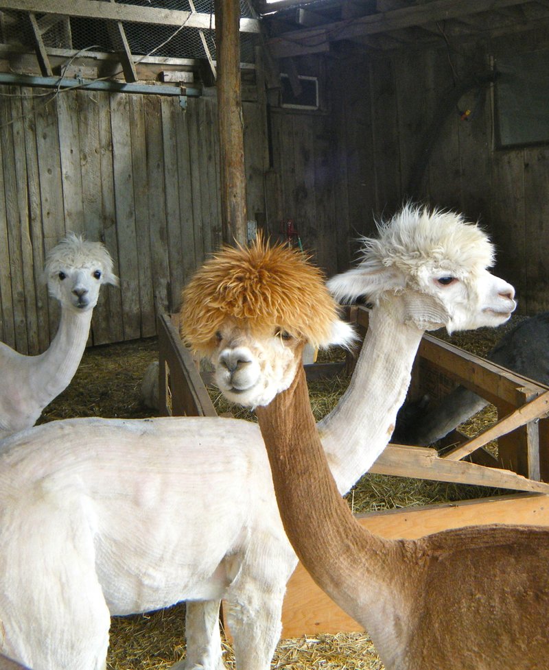 Can Llamas Live With Other Livestock?