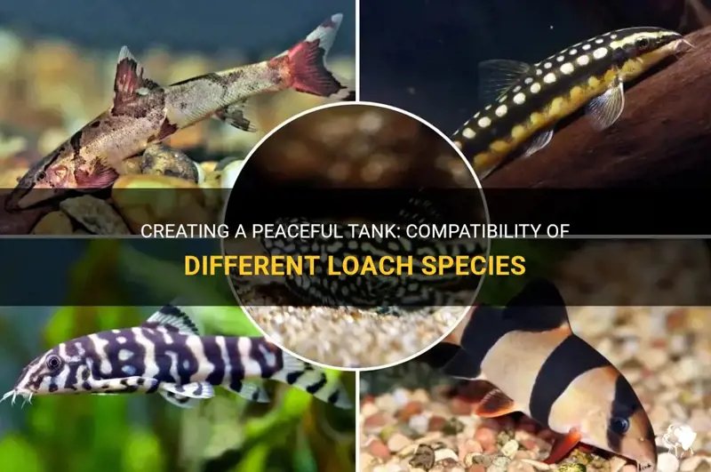 Can Loach Live With Other Fish? Compatibility Guide