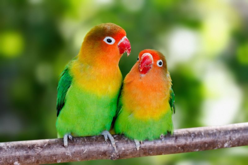 Can Lovebirds Live With Other Bird Species?