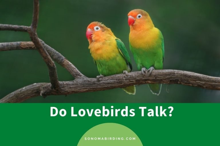 Can Lovebirds Talk? Training And Vocalization Tips