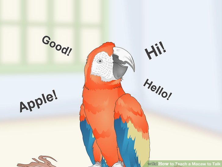 Can Macaws Talk? How To Teach Your Macaw To Mimic Words