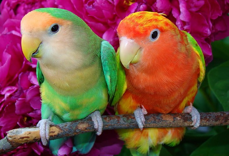 Can Parrots Be Kept With Other Birds?