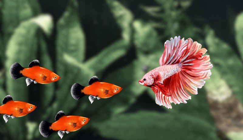 Can Platy Live With Other Fish? Compatibility Guide