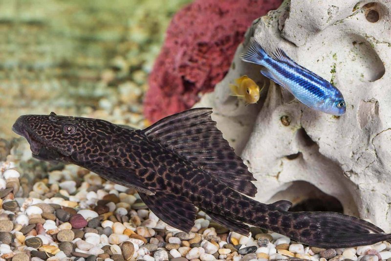 Can Plecostomus Live With Other Fish? Compatibility Guide