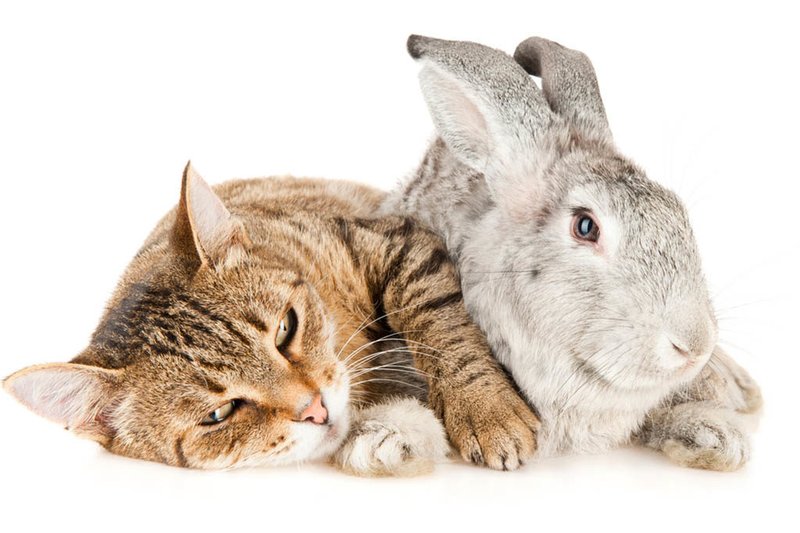 Can Rabbits Live With Other Pets Like Cats Or Dogs?