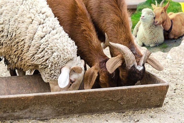 Can Sheep Live With Goats Or Other Livestock?