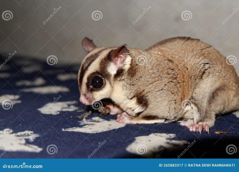 Can Sugar Gliders Be Left Alone During The Day?
