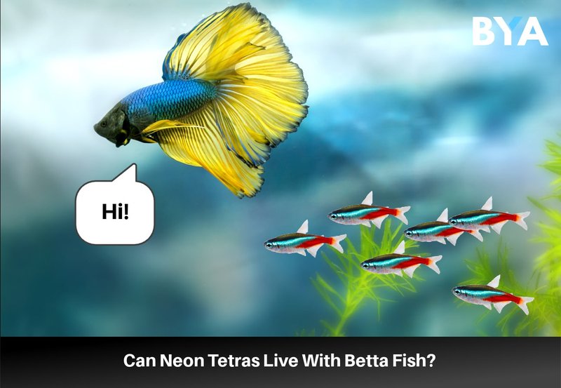Can Tetra Live With Other Fish? Compatibility Guide