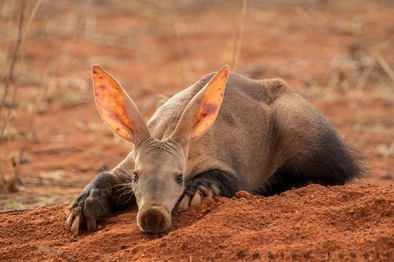 Can The Aardvark Be Dangerous To Humans?